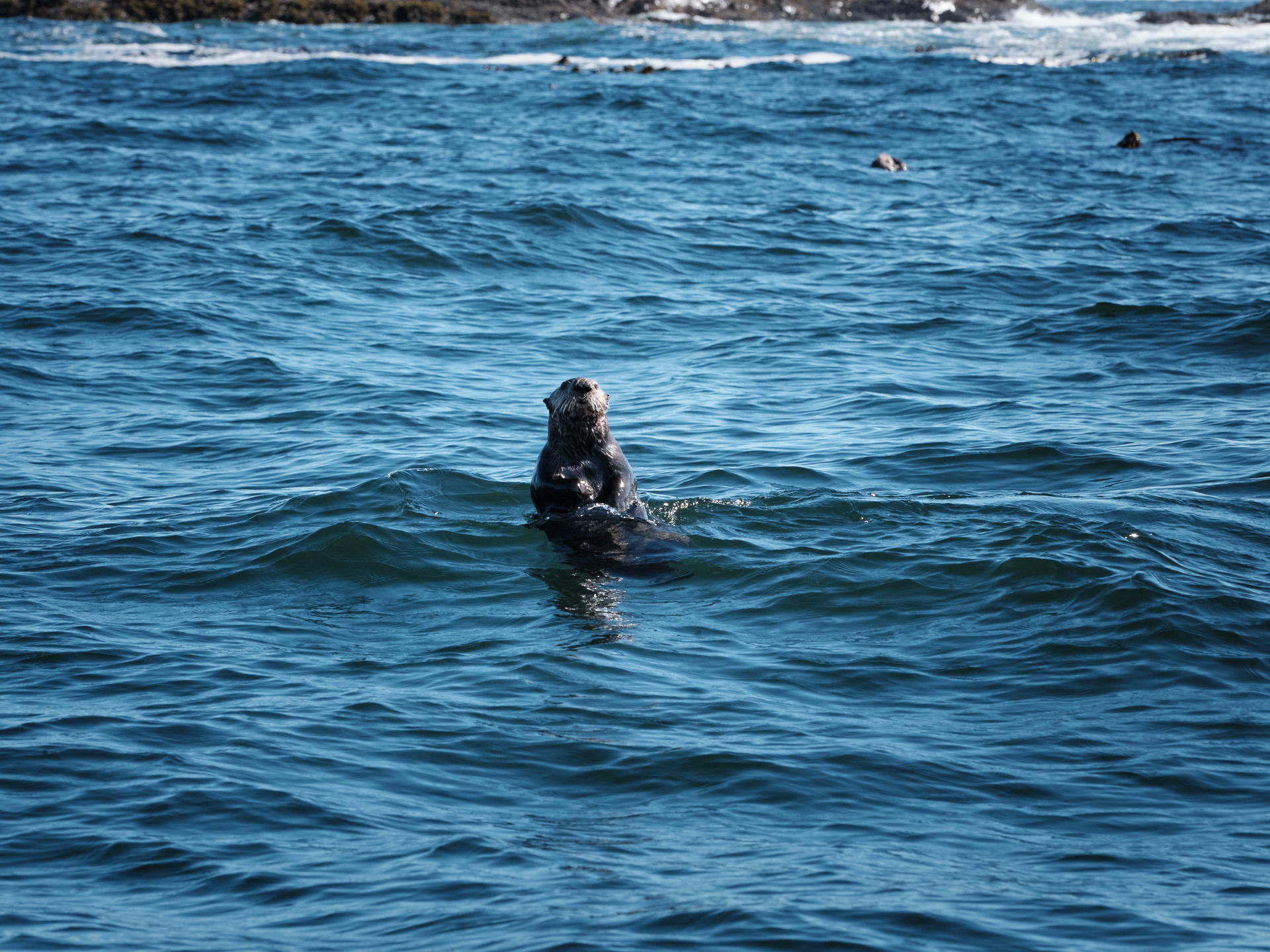 2023-09-14 14.09.42 Vancouver Island_3000px.jpg