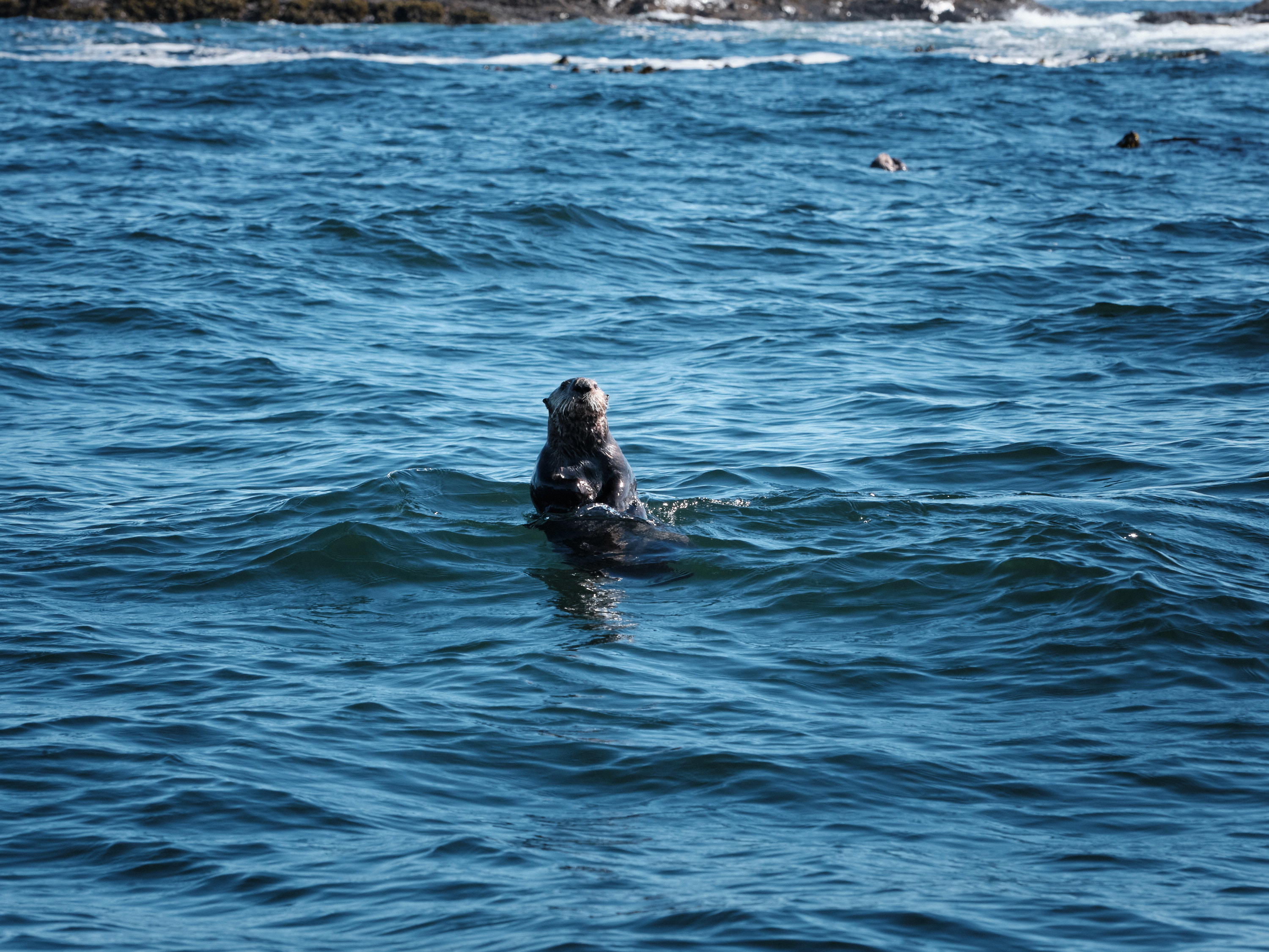 2023-09-14 14.09.42 Vancouver Island_3000px.jpg