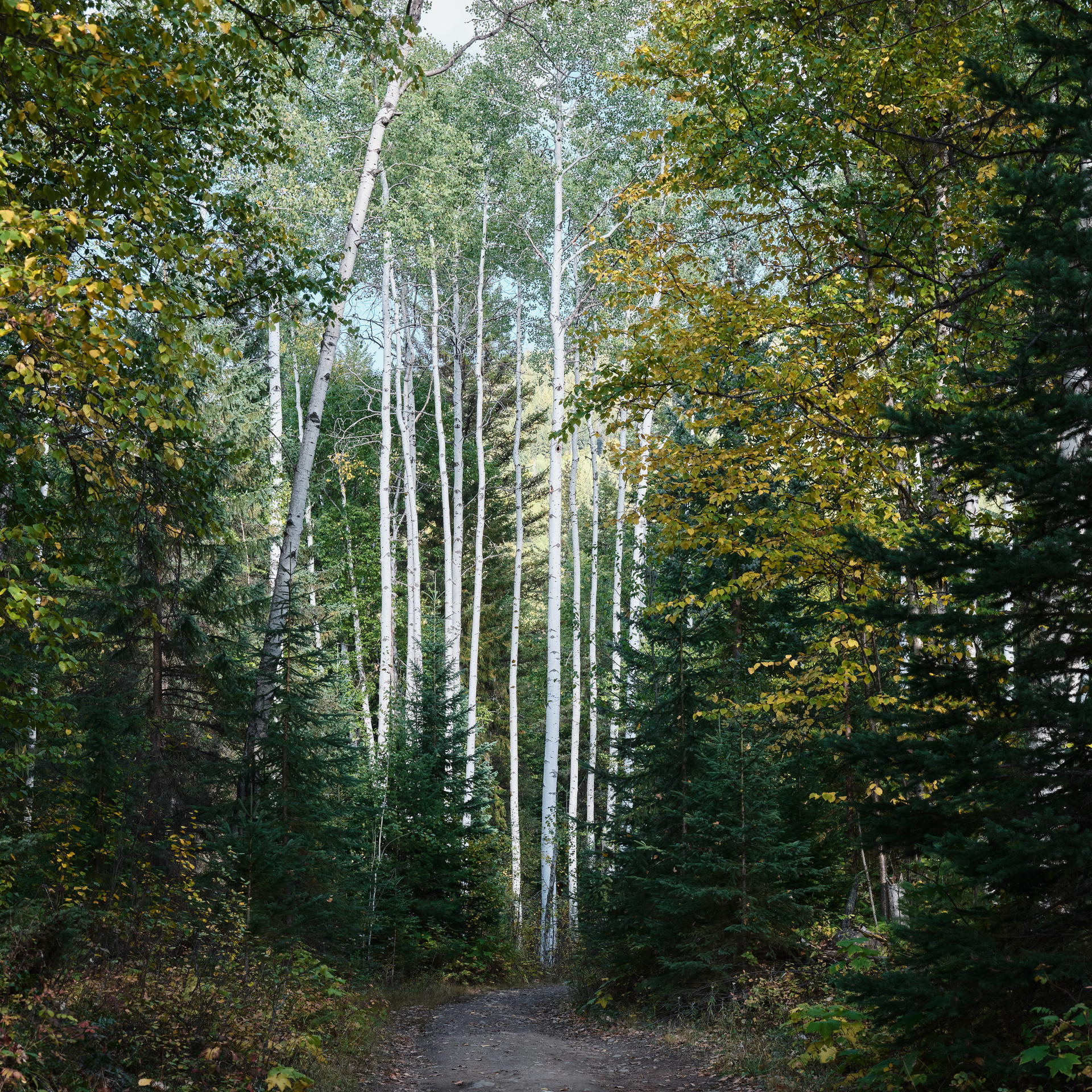 2023-09-20 16.40.40 Wells Gray Provincial Park_3000px.jpg