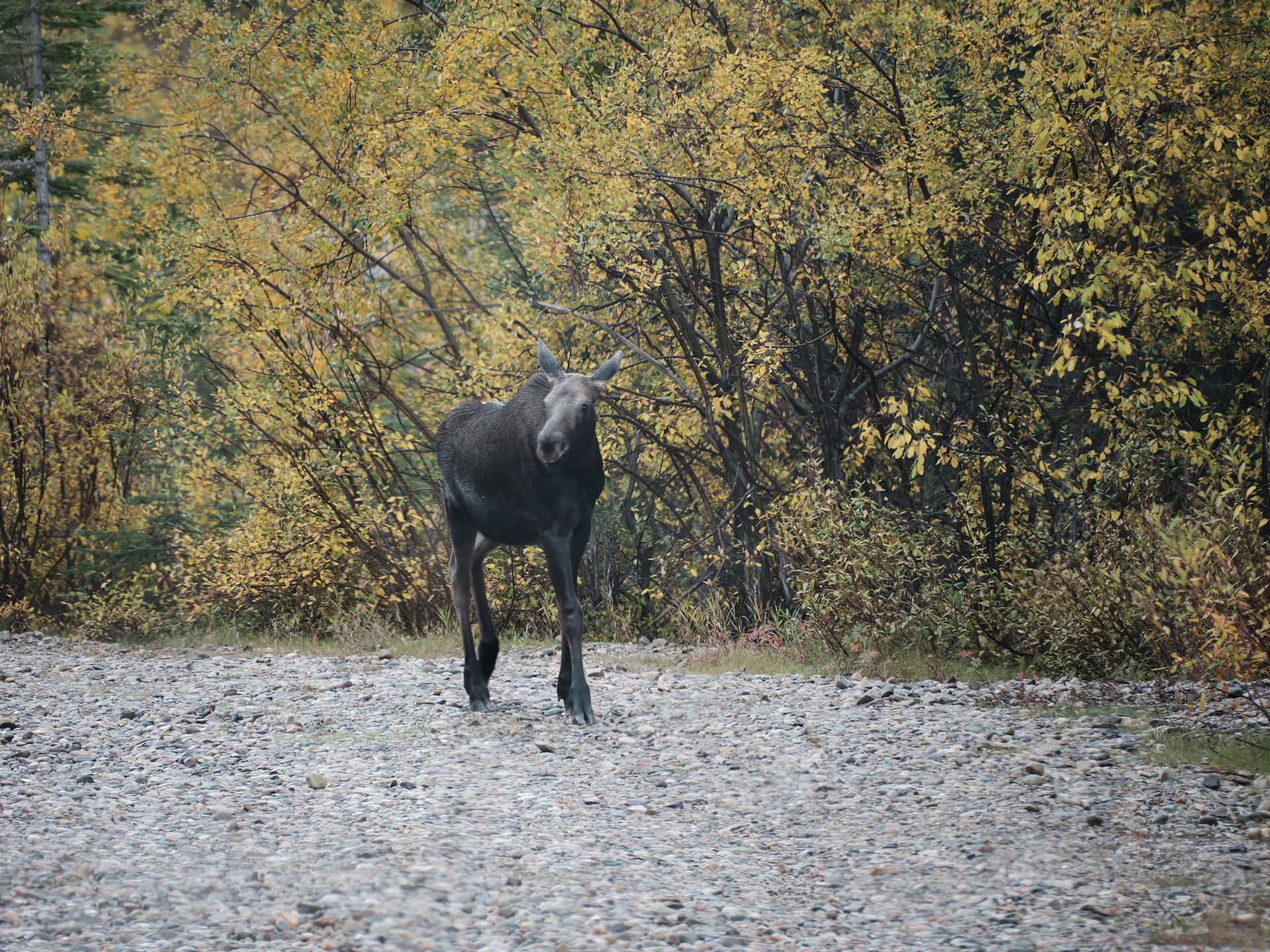 2023-09-23 09.28.49 Jasper_3000px.jpg