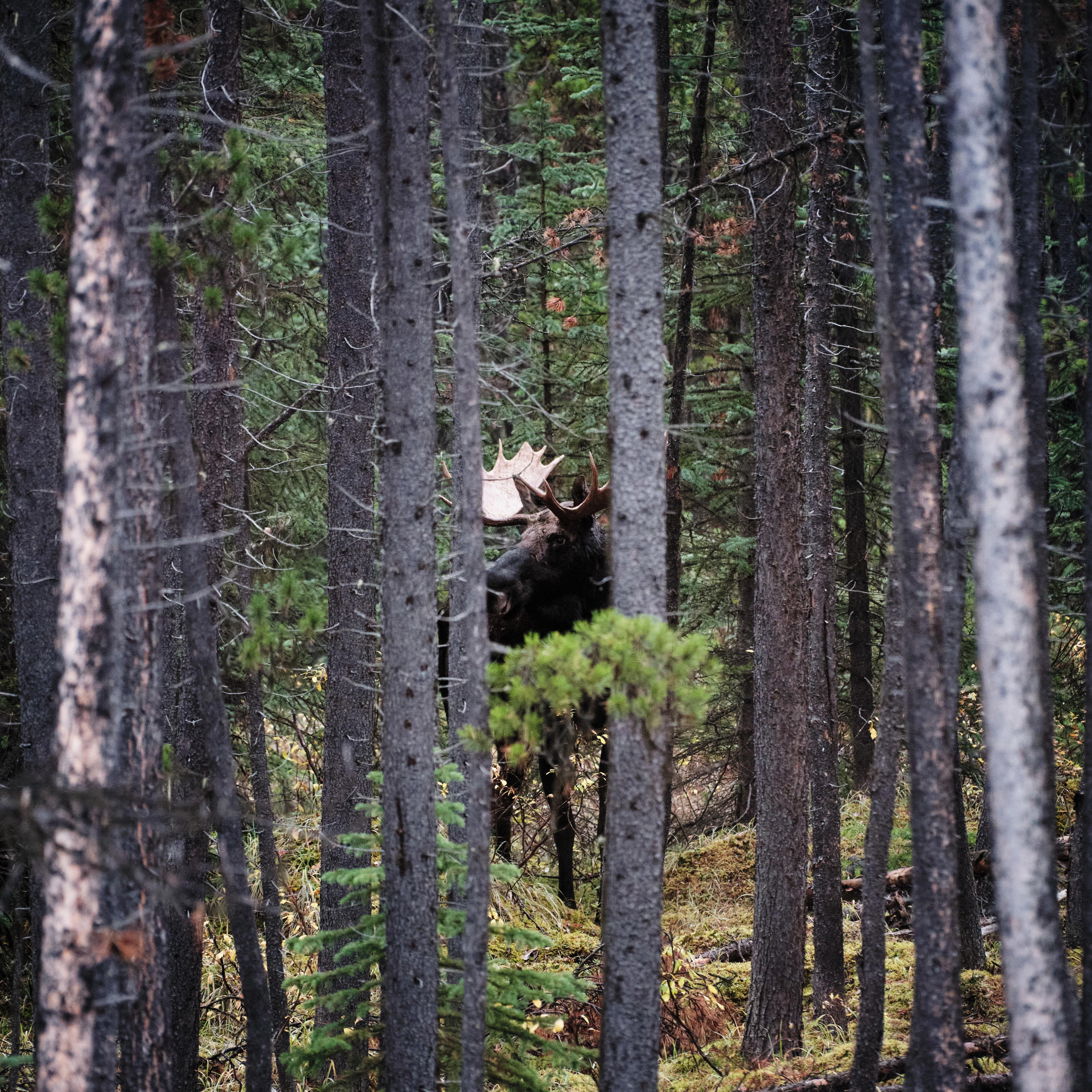 2023-09-23 09.46.09 Jasper_3000px.jpg