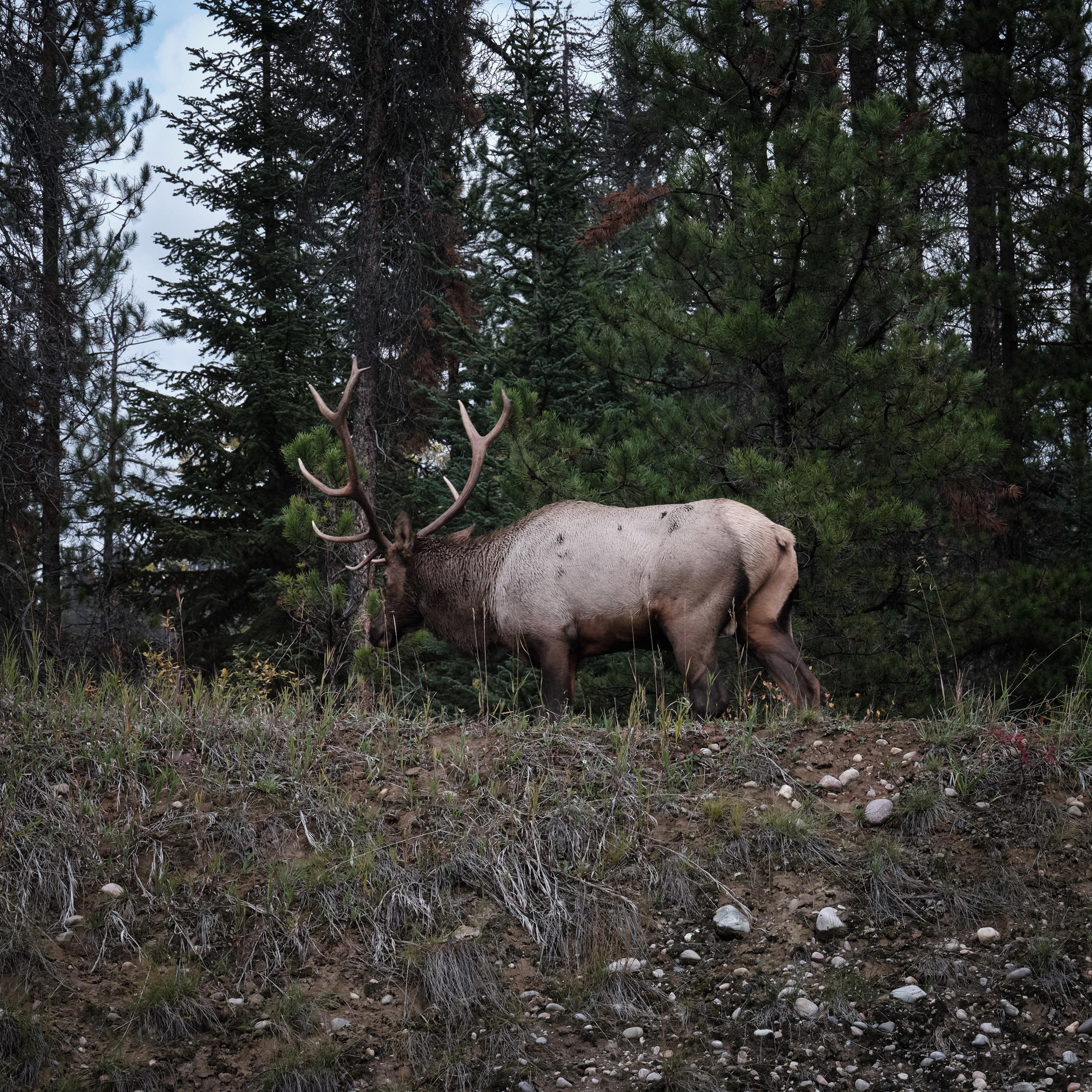 2023-09-23 14.33.57 Jasper_3000px.jpg