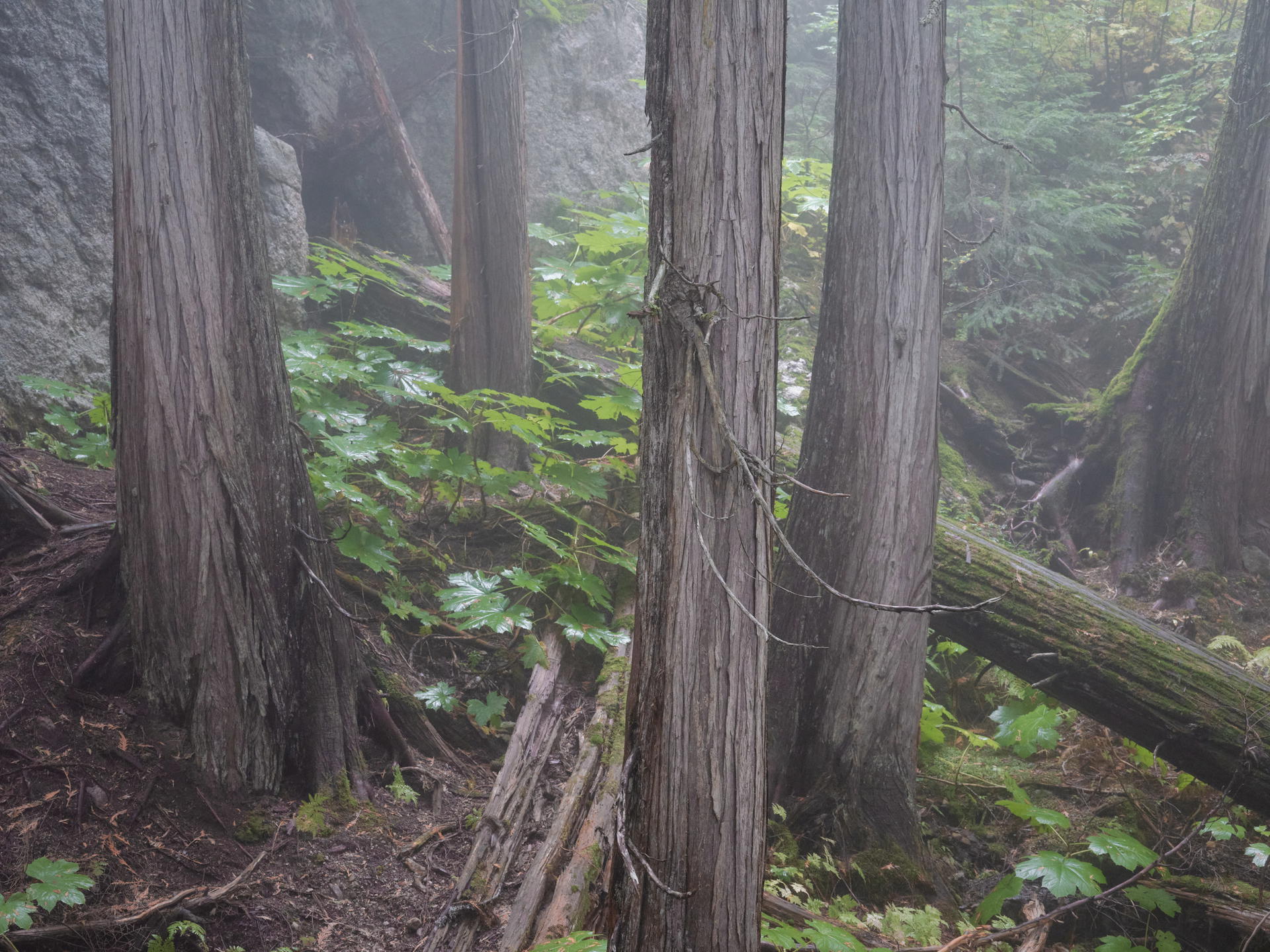 2023-09-29 11.47.52 Revelstoke_3000px.jpg