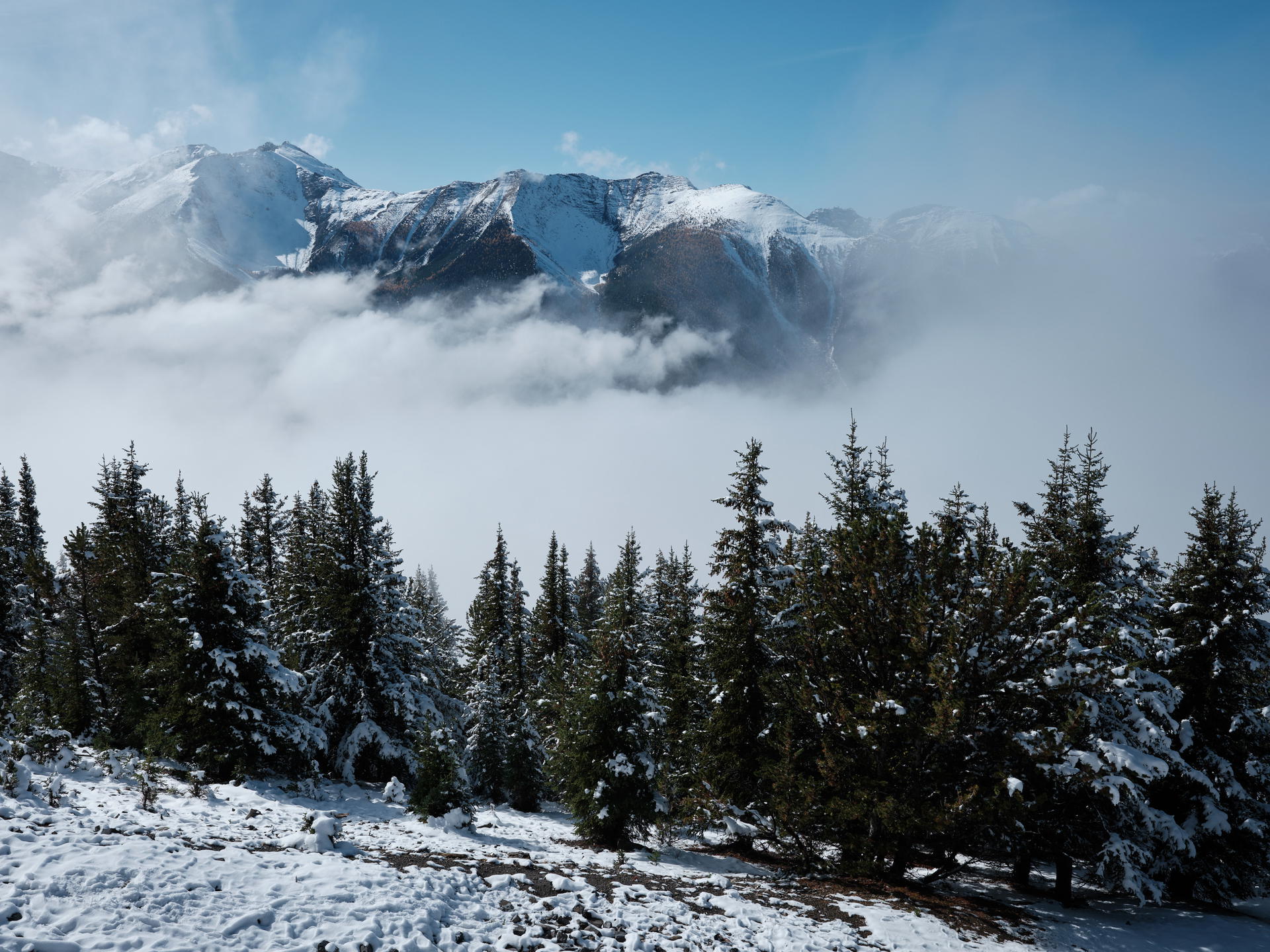 View of a snowy forest on a mountain in Banff, Canada