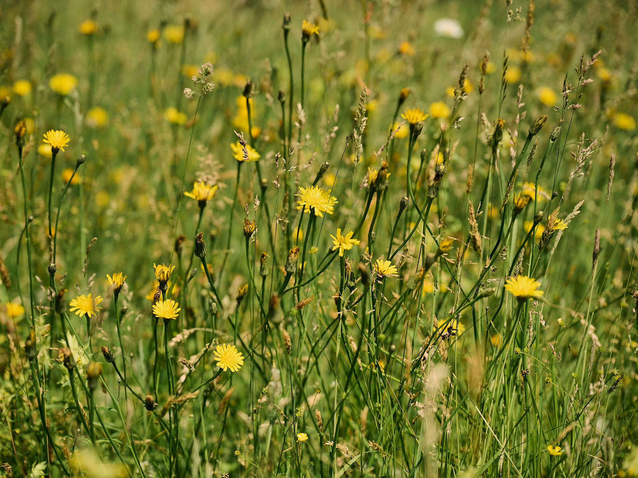 2025-06-13 14.52.38_Brugge_2048.jpg