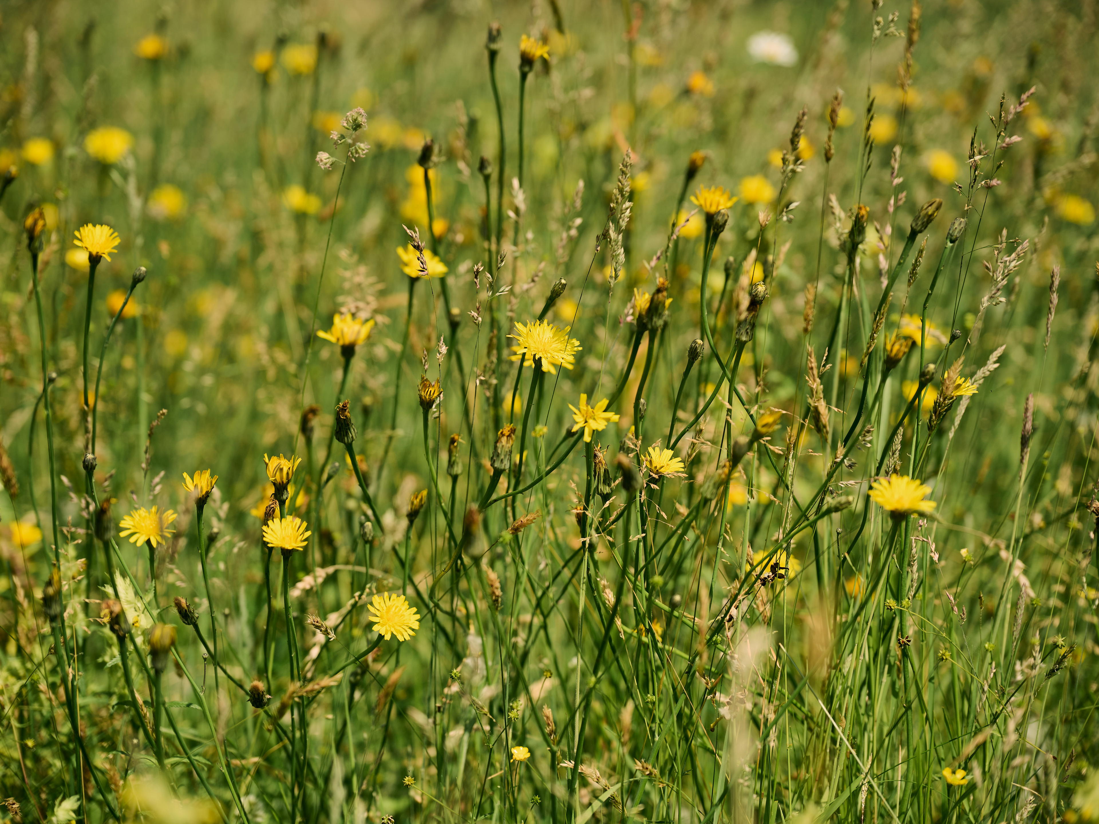 2025-06-13 14.52.38_Brugge_4096.jpg