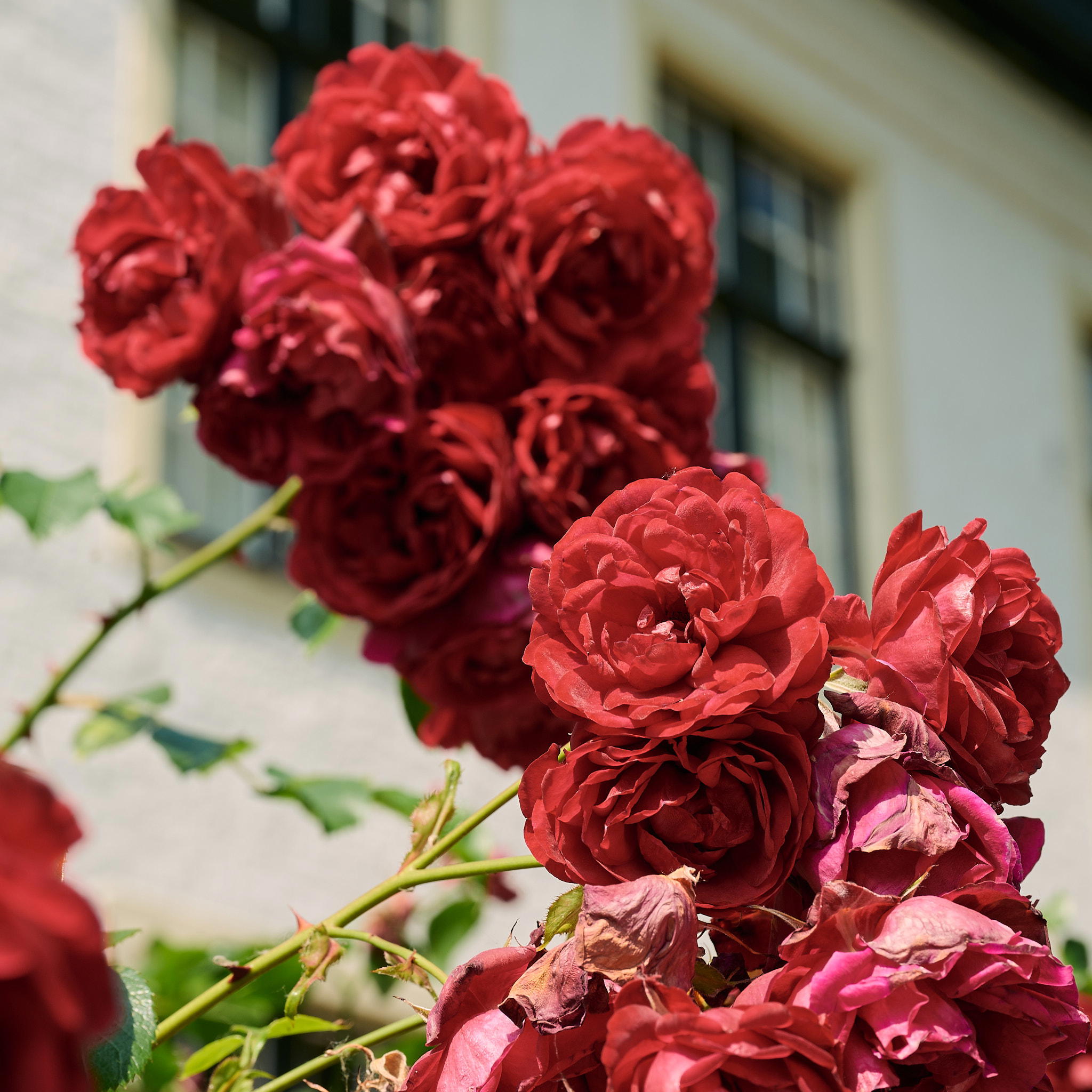 2025-06-13 14.55.25_Brugge_2048.jpg