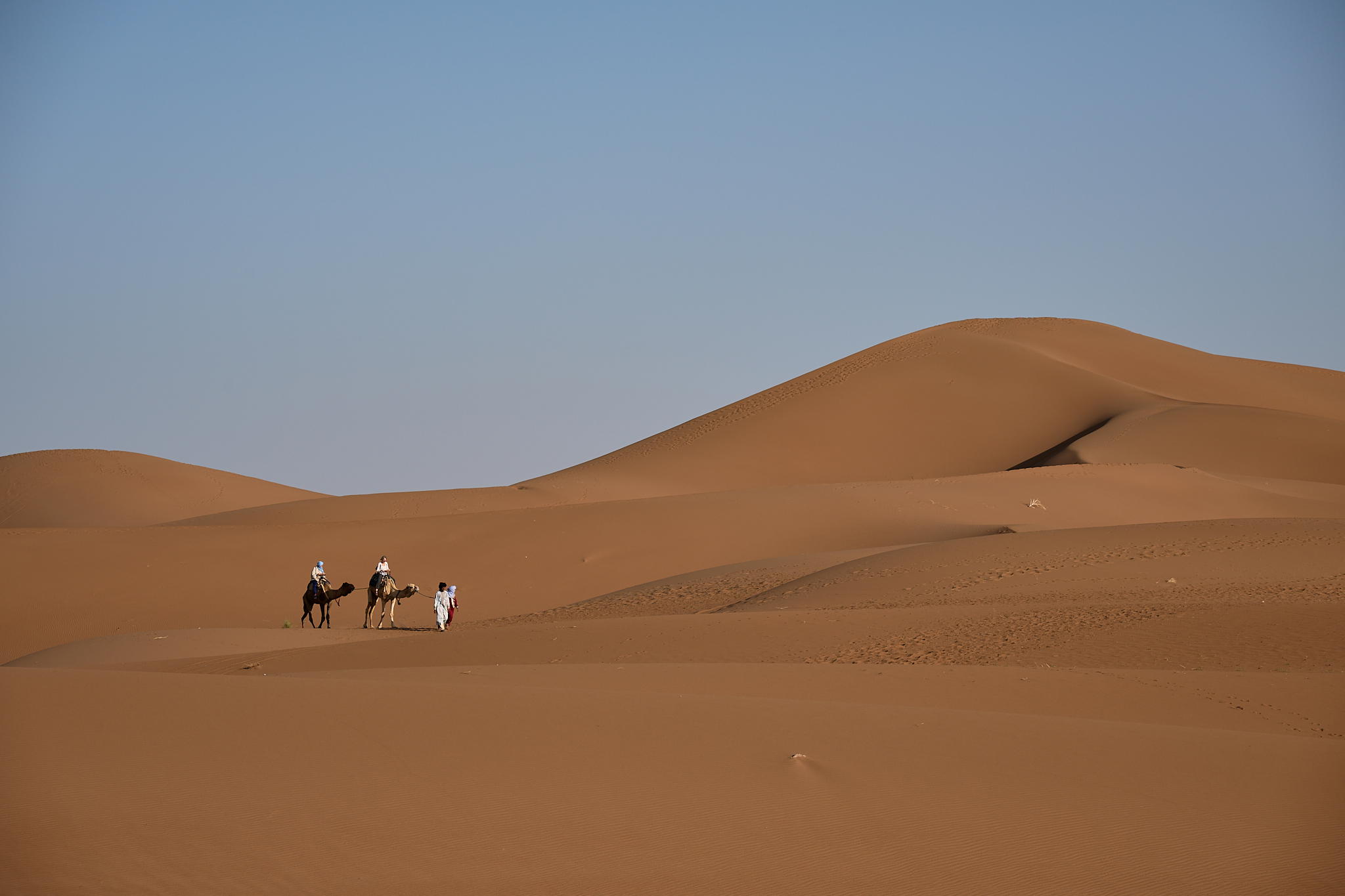 Image of a dromedary caravan in the Sahara