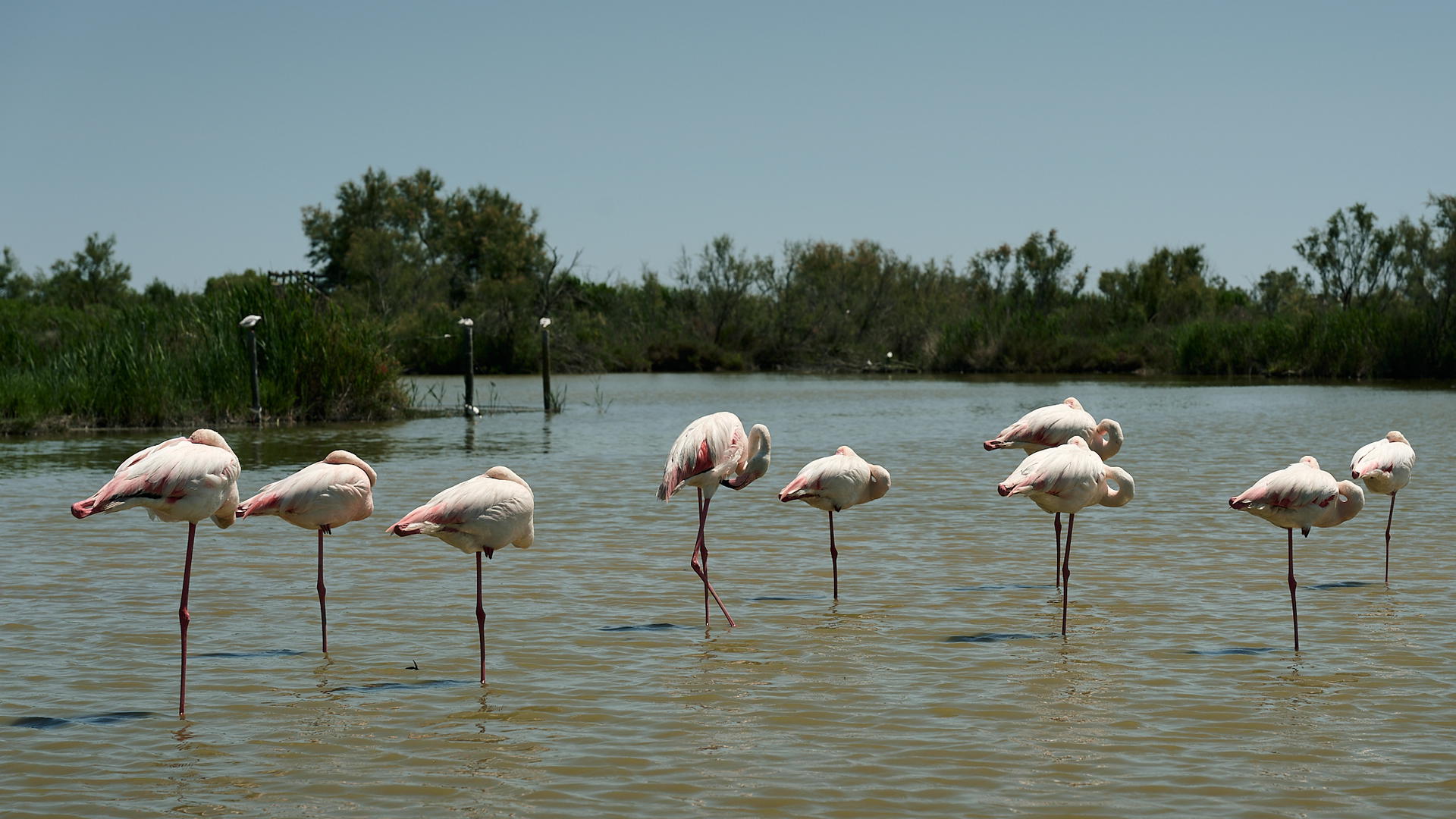 Blick auf den Strand in der Camargue