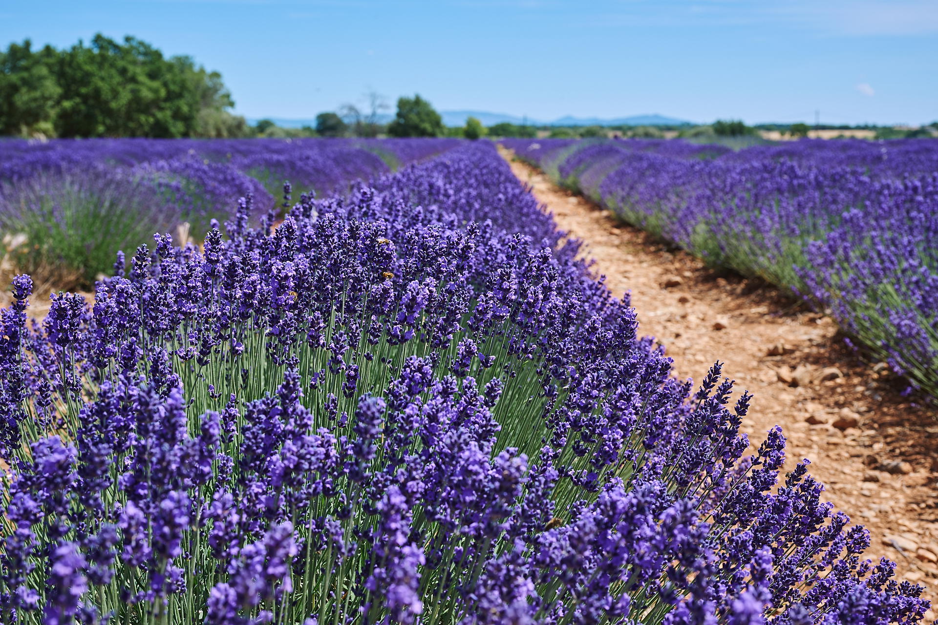 Lavendel Felder