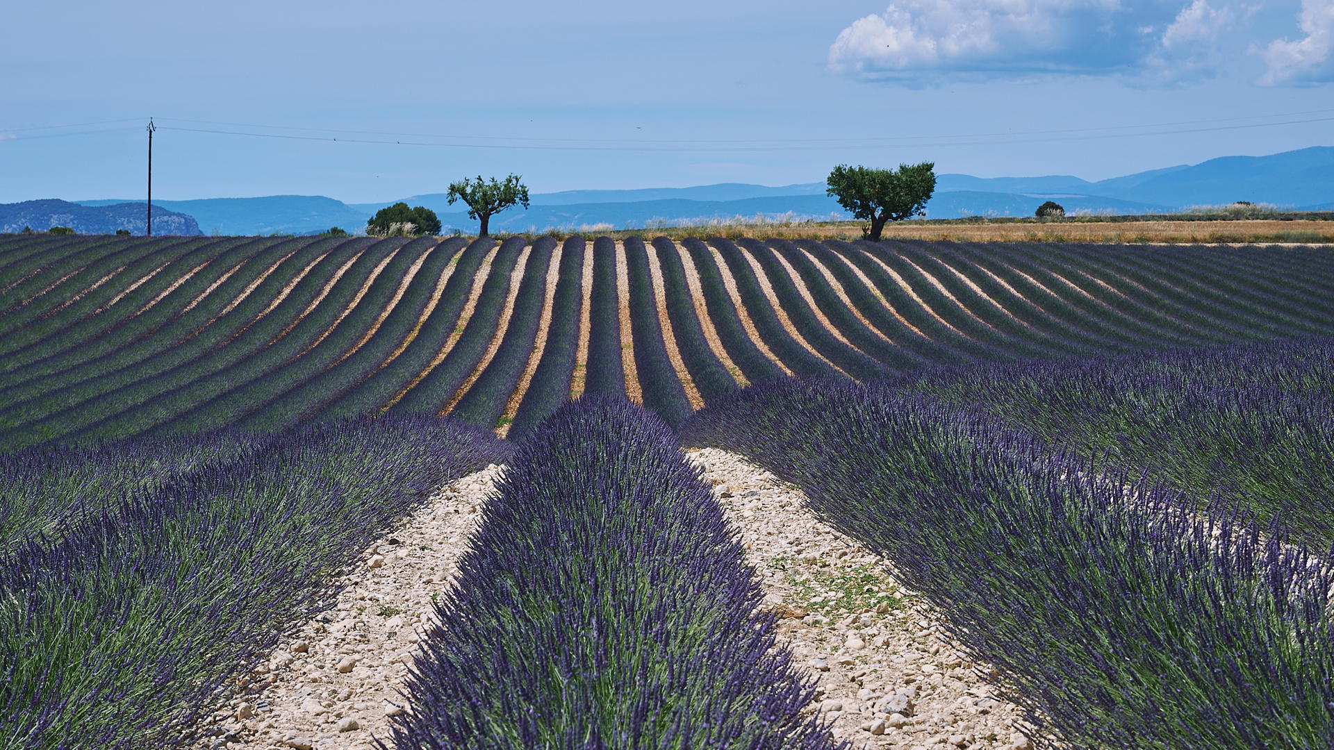 Image of lavender fields in France