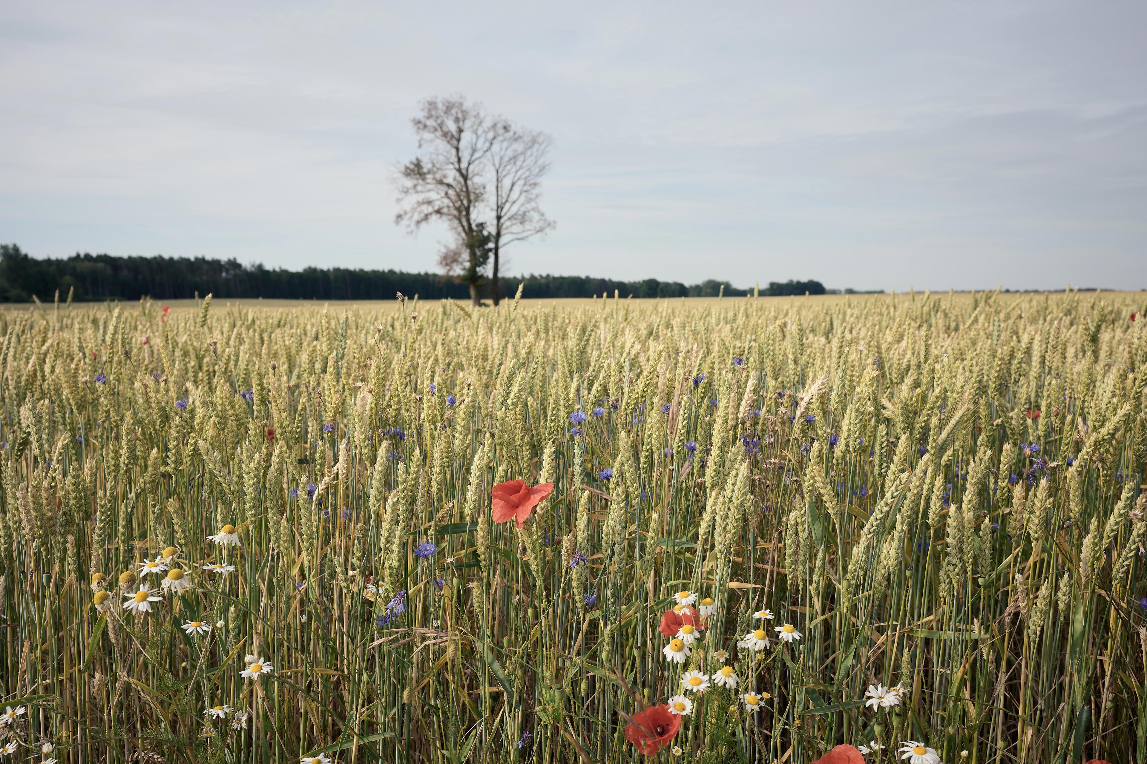 2025-07-05 08.13.29_GDansk_4096.jpg