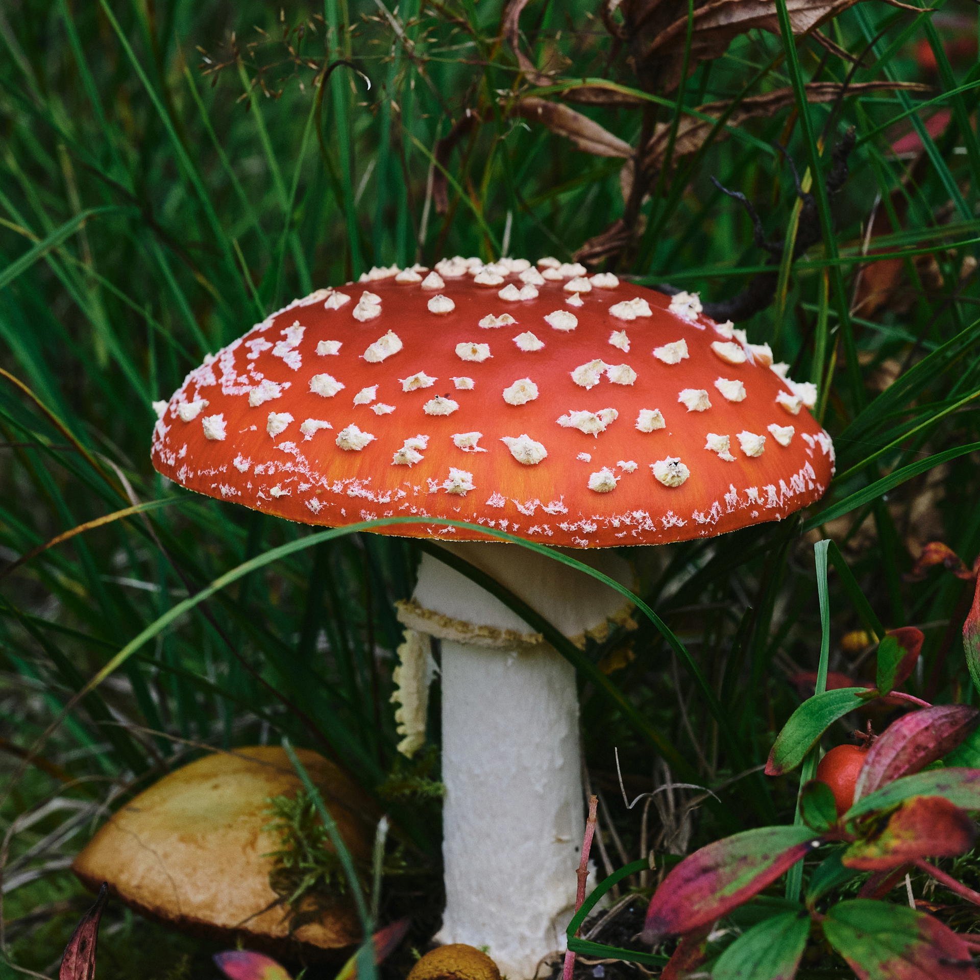 2025-09-07 13.47.29_Husfjellet_2048.jpg