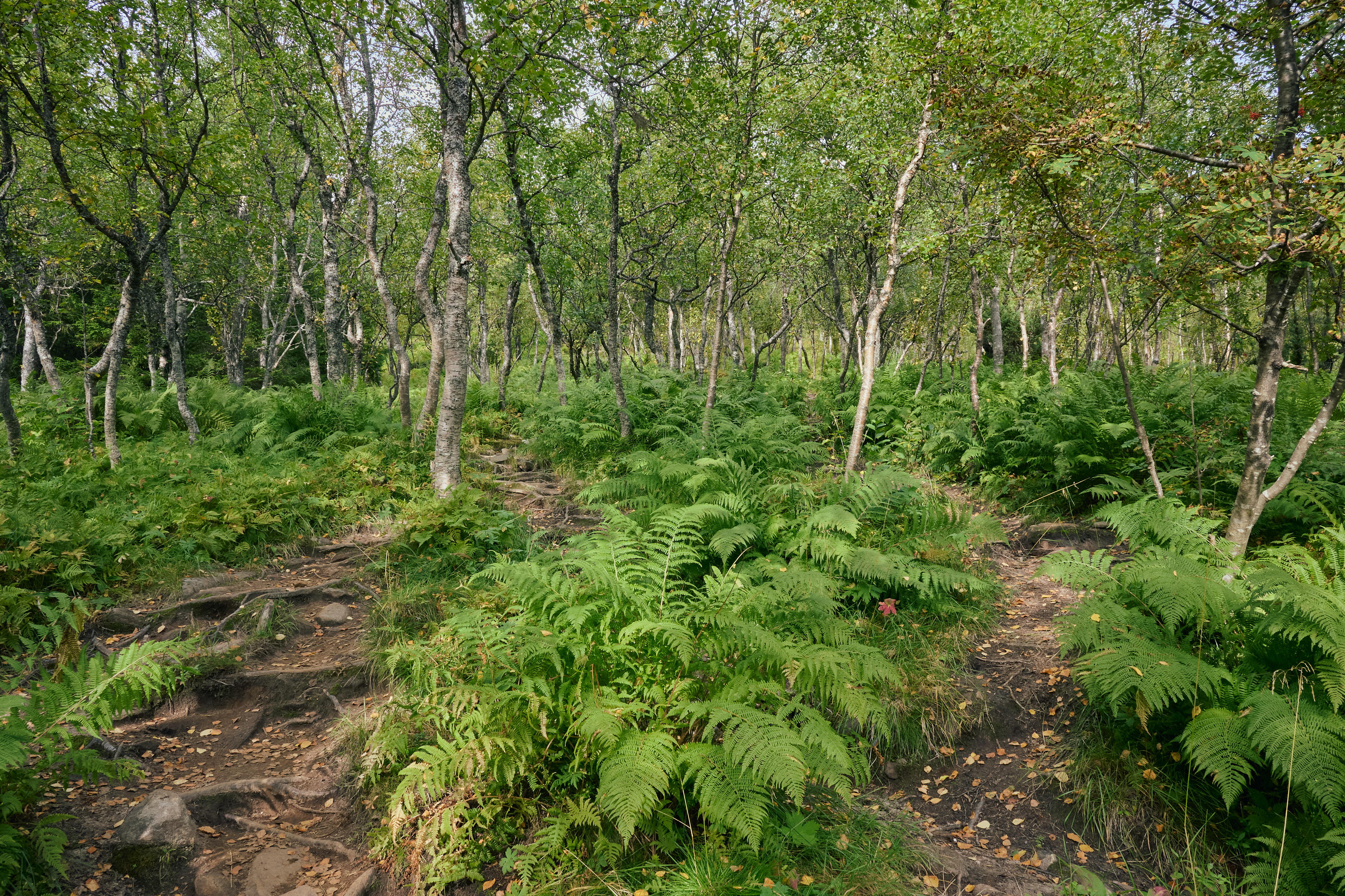 2025-09-07 13.58.56_Husfjellet_4096.jpg