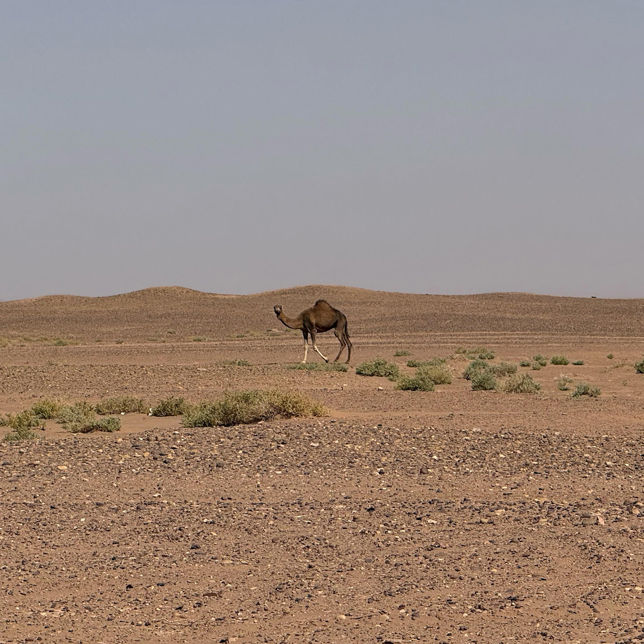 2026-02-14 13.44.25_Mhamid_2048.jpg