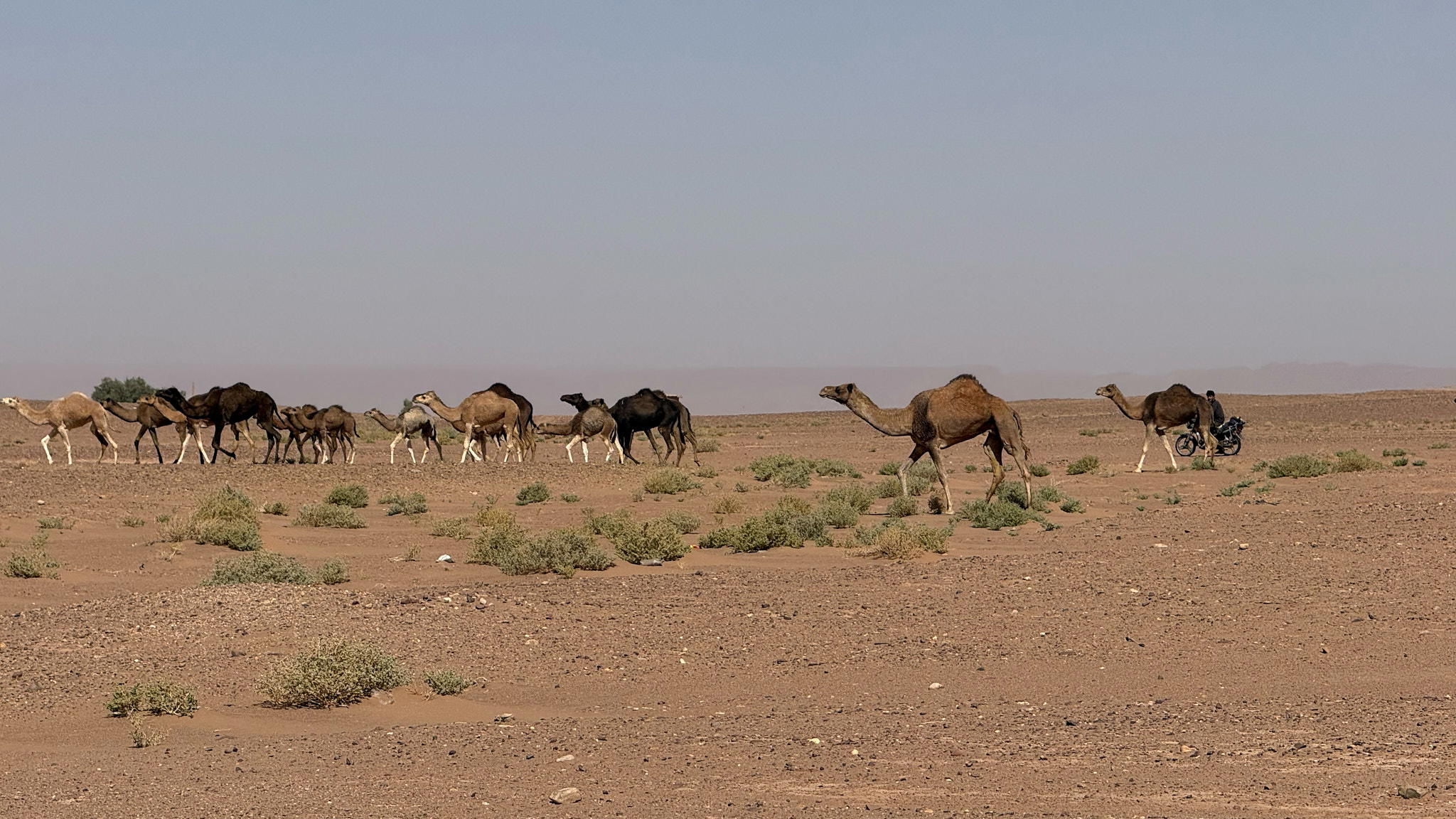 2026-02-14 13.45.22_Mhamid_2048.jpg