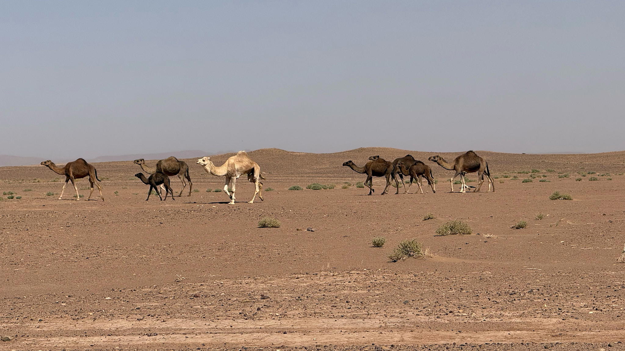 2026-02-14 13.45.30_Mhamid_2048.jpg