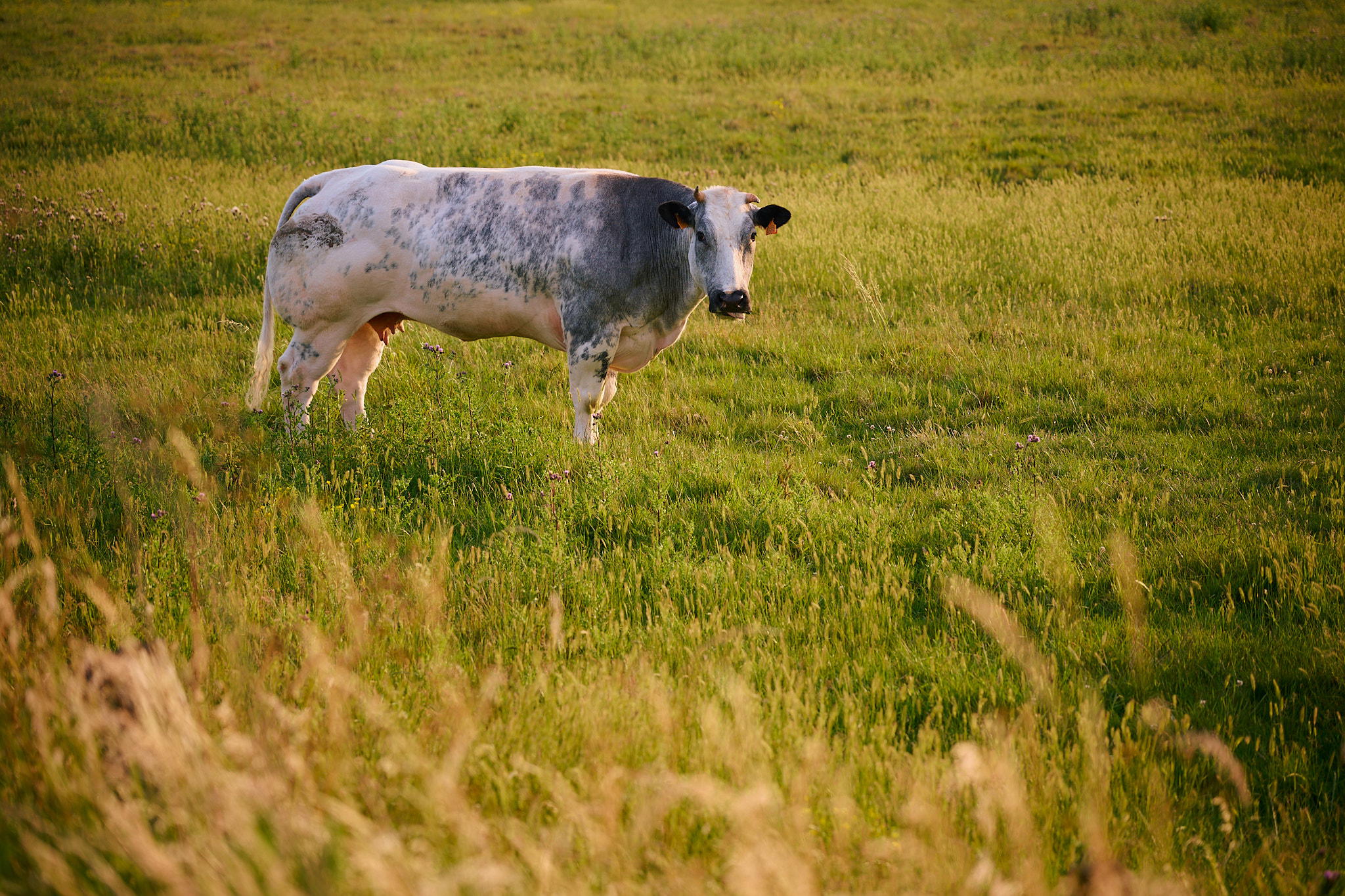 Image of cow standing in a field during sunset in Oostende, Belgium