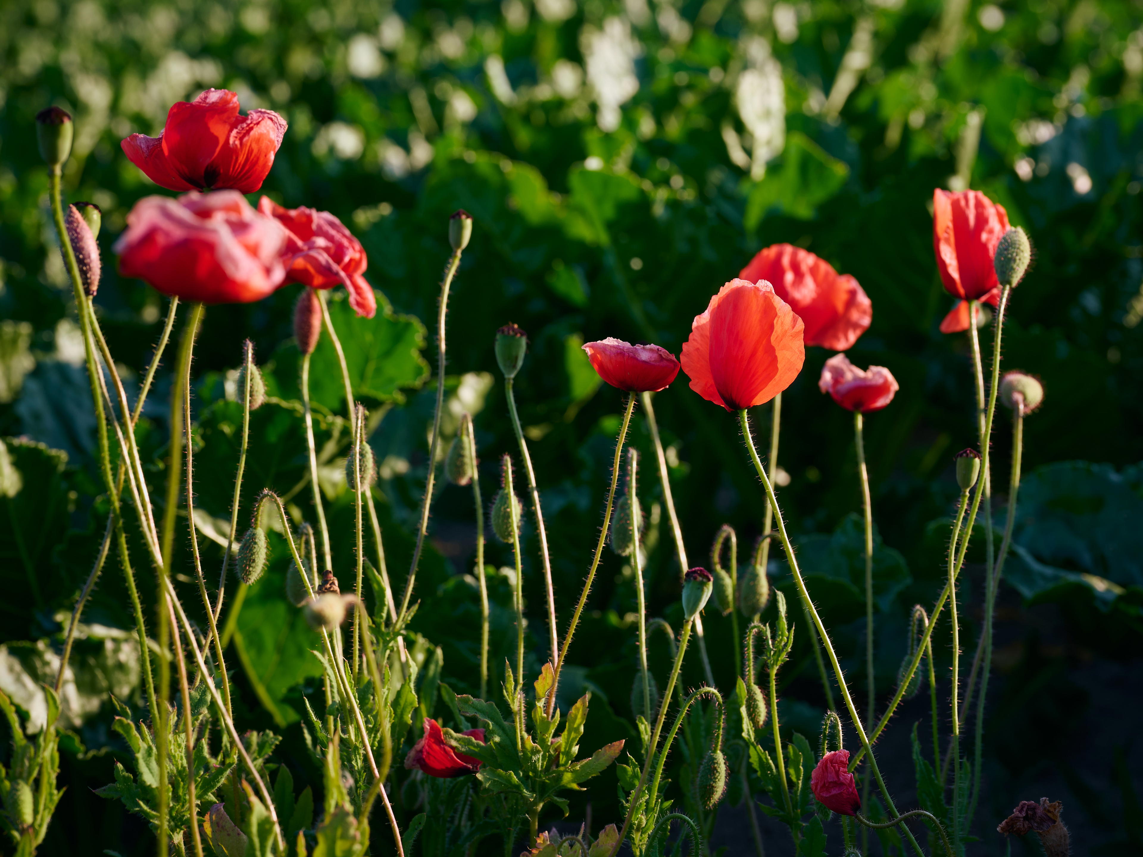 2025-06-18 19.22.24_Oostende_4096.jpg