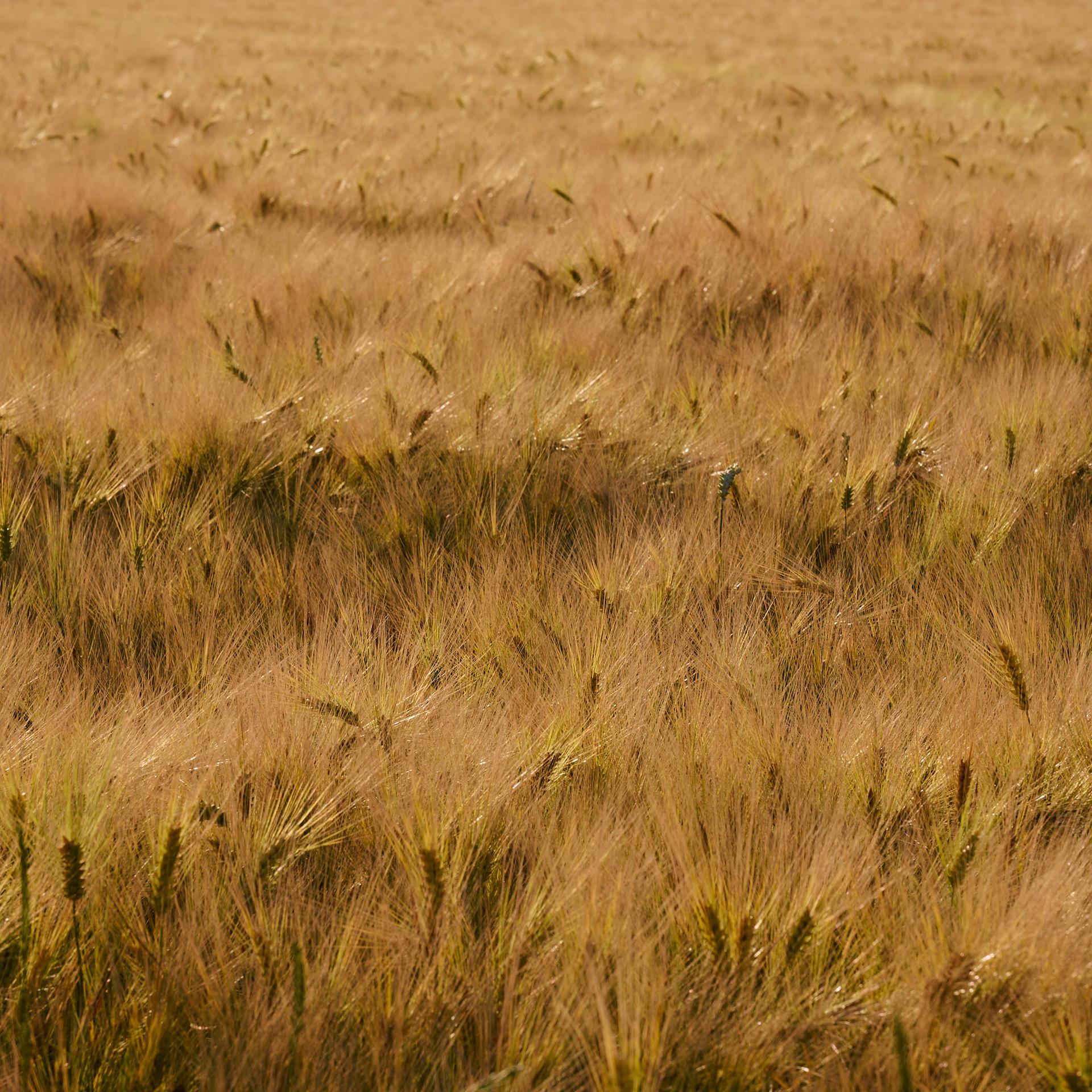 2025-06-18 19.36.51_Oostende_2048.jpg