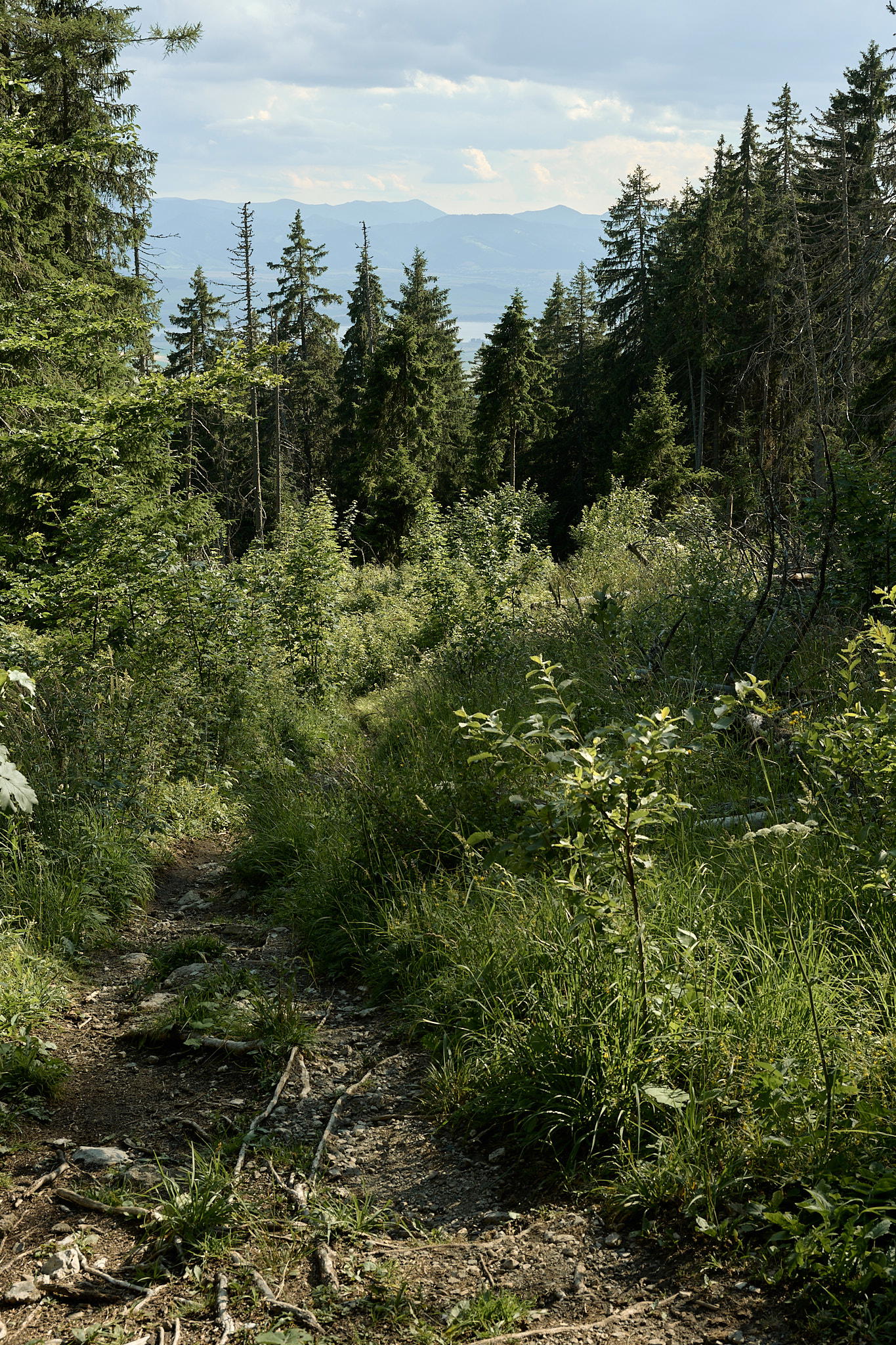 2025-07-12 17.16.42_Tatra National Park_2048.jpg