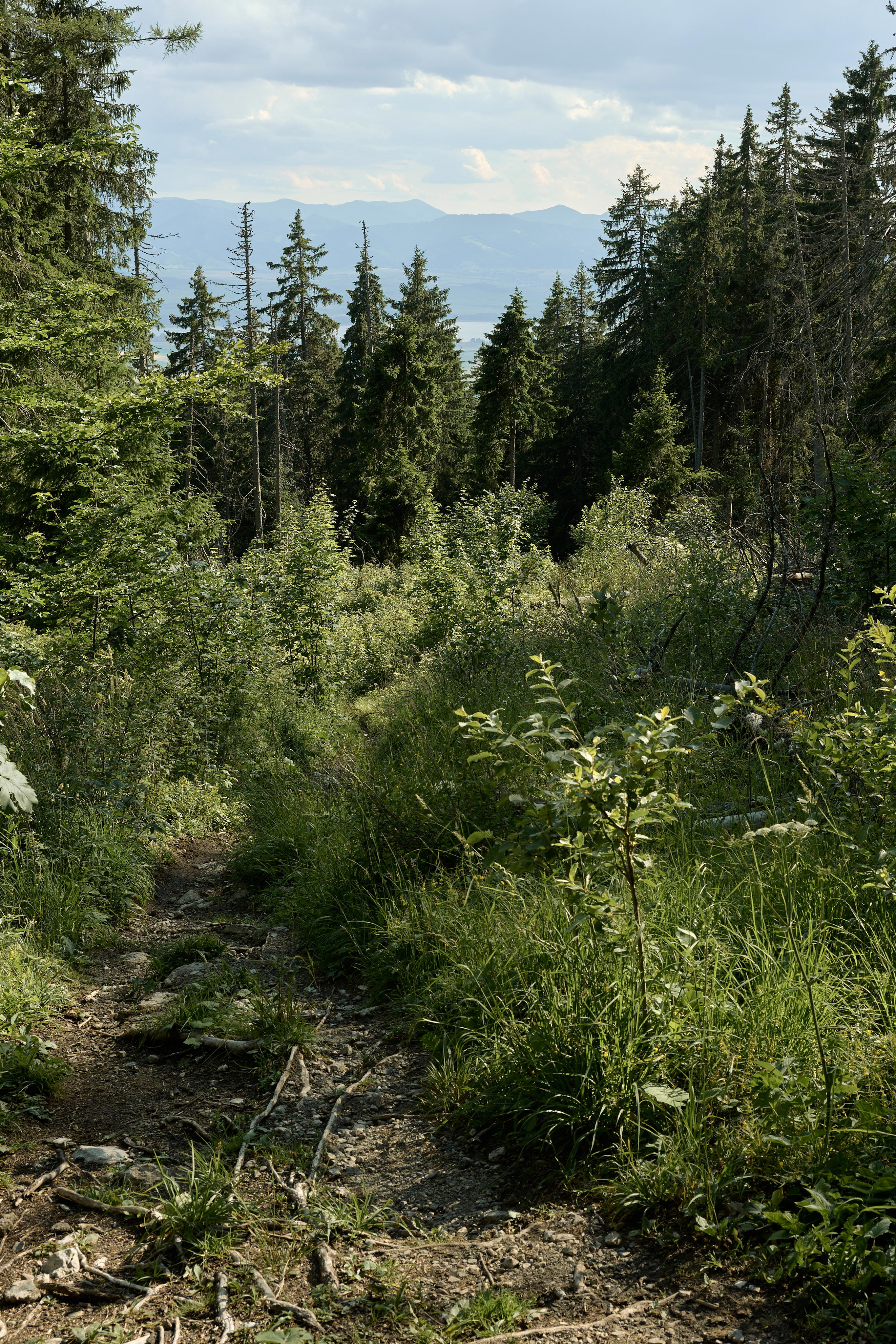 2025-07-12 17.16.42_Tatra National Park_4096.jpg
