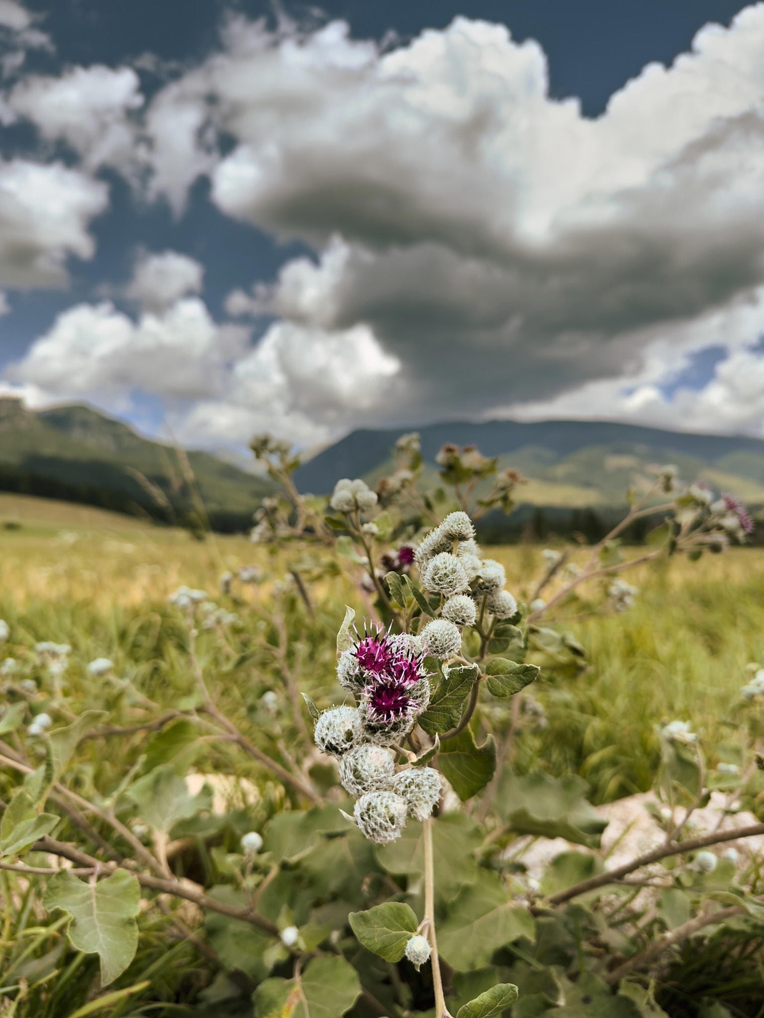 2025-07-13 14.07.31_Tatra National Park_2048.jpg