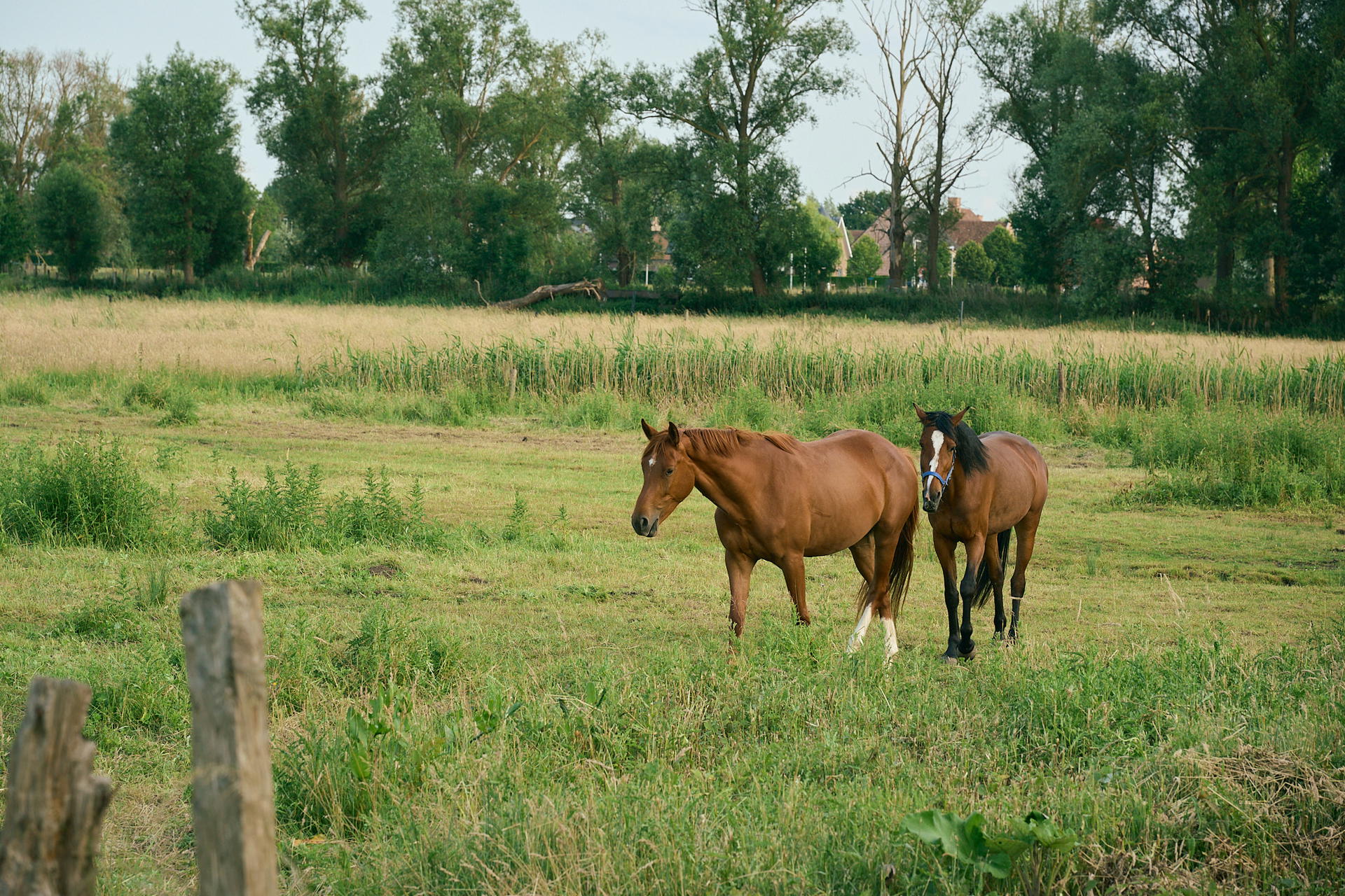 2025-06-08 19.22.10_Waasmunster_2048.jpg