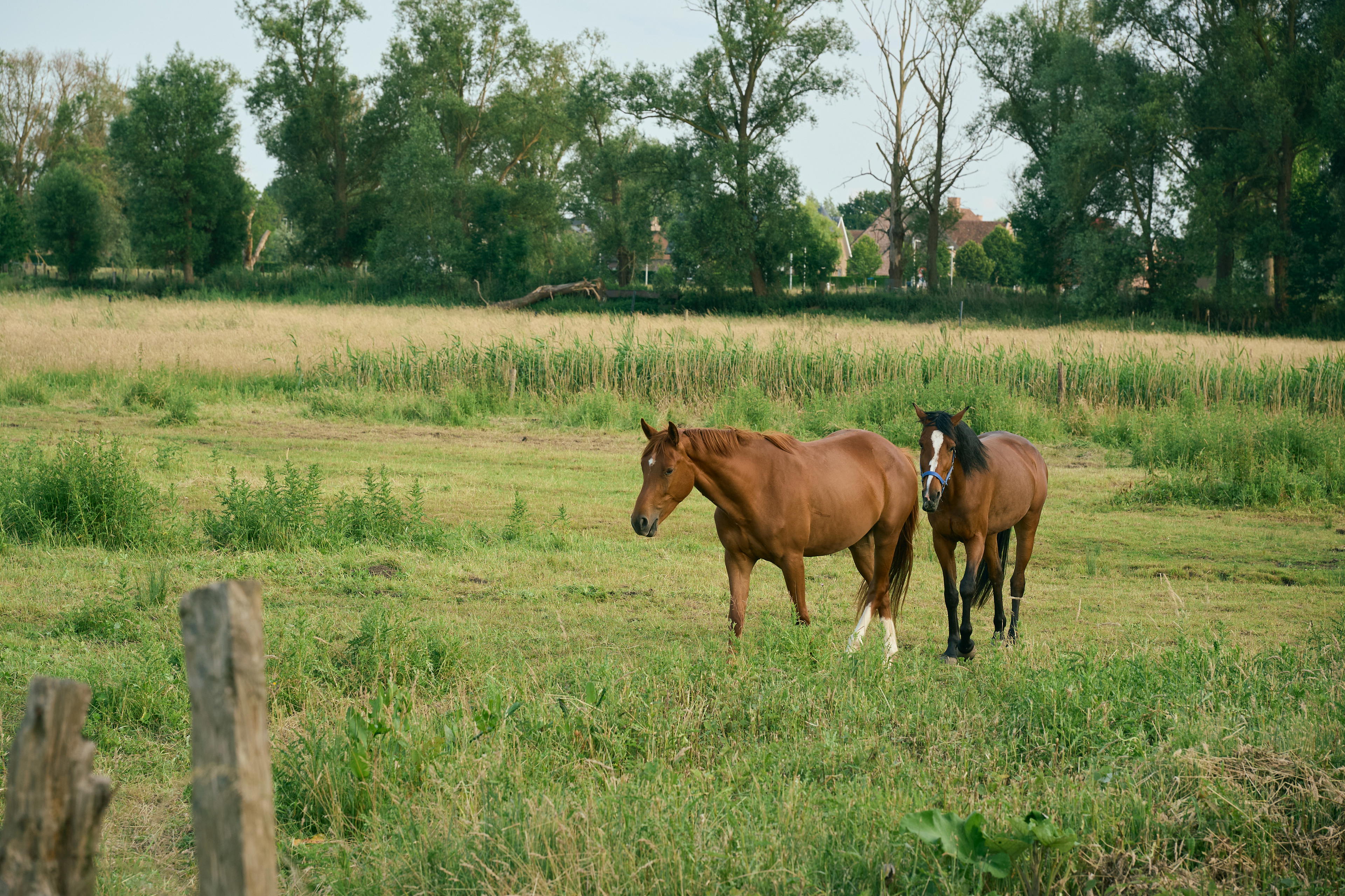 2025-06-08 19.22.10_Waasmunster_4096.jpg