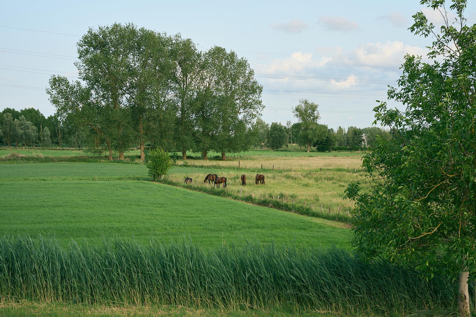 2025-06-08 19.28.17_Waasmunster_2048.jpg