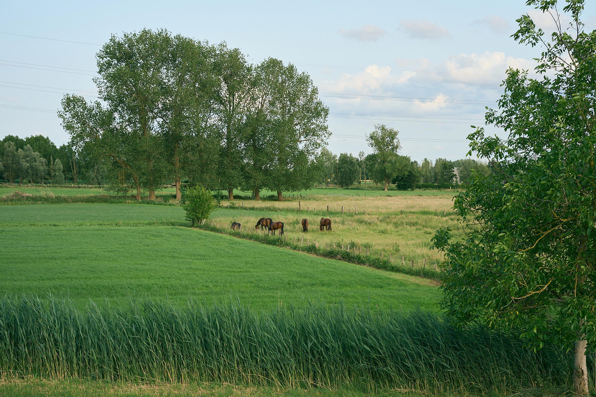 2025-06-08 19.28.17_Waasmunster_2048.jpg