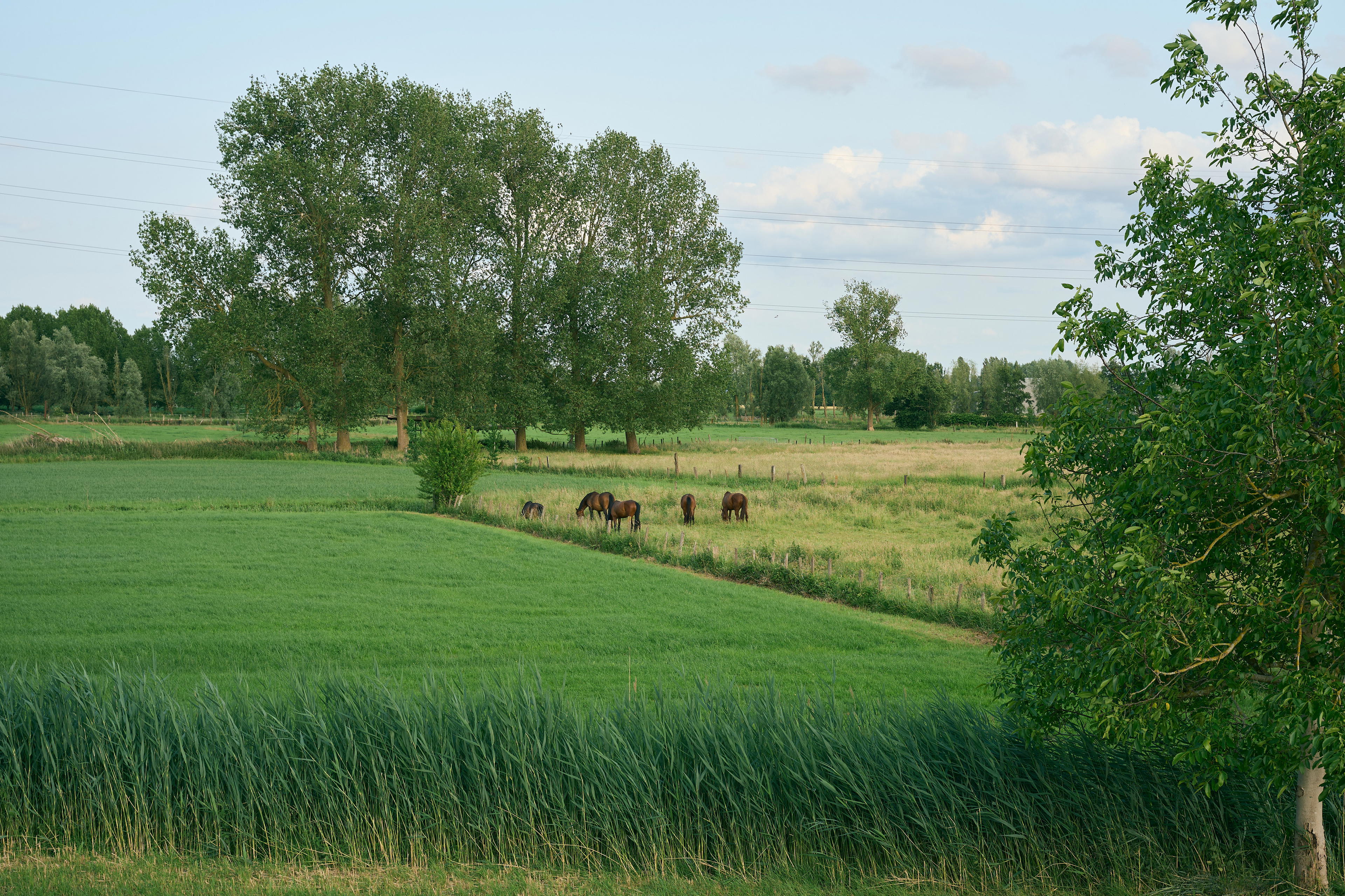 2025-06-08 19.28.17_Waasmunster_4096.jpg